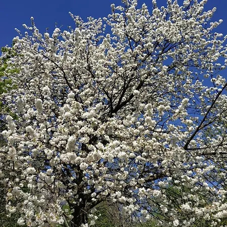 Campana Free Private Parking アパート *